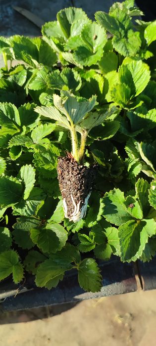 Рассада клубники сорта Мальвина