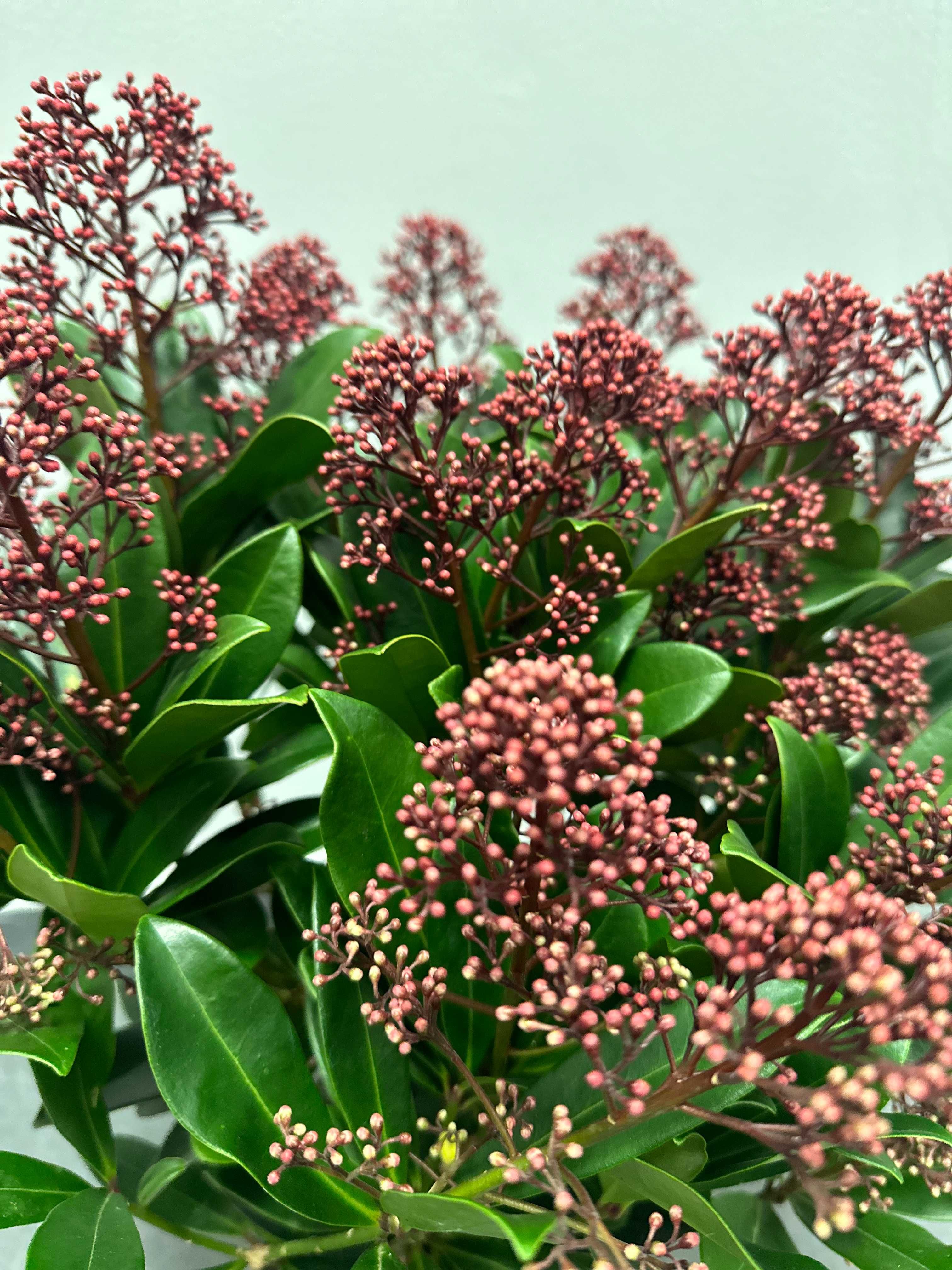 Kwiatek SKIMMIA RUBELLA  cena od 56,99 do 104,99 – wys.45- 50 cm