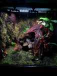 Paludarium Repti Planet 60x45x60