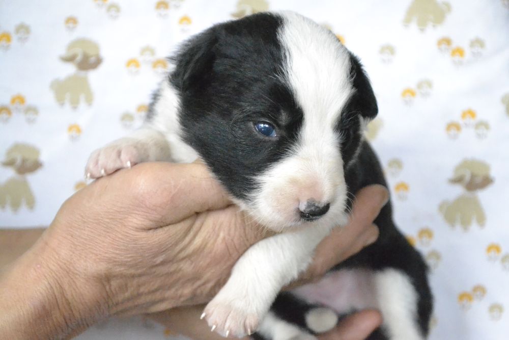 Щенки Бордер Колли КСУ