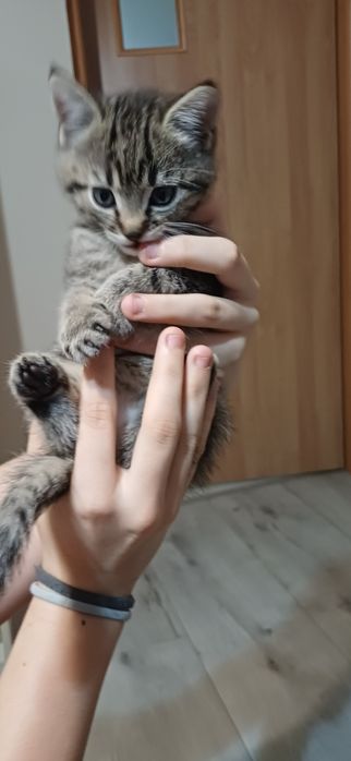 Oddam kotki w dobre ręce