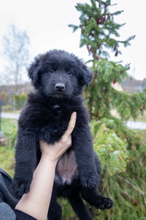Szczeniaki do oddania za darmo matka owczarek niemiecki