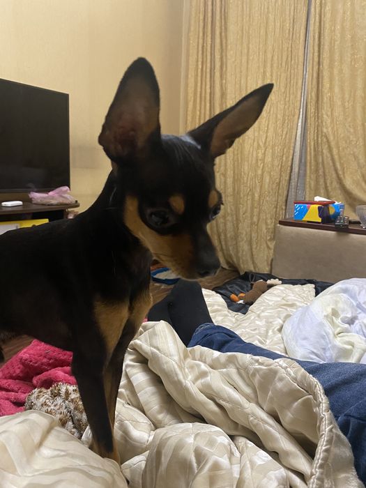 Той терєр в’язка