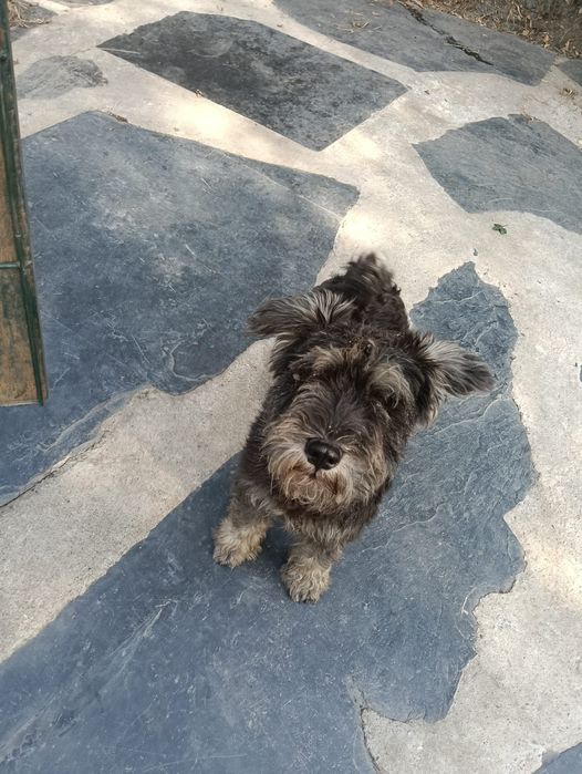 Schnauzer mini c lop e afixo
