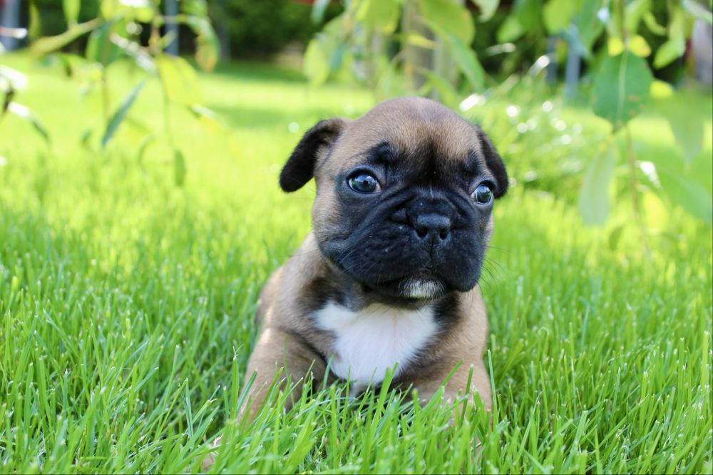 Buldog francuski miot A