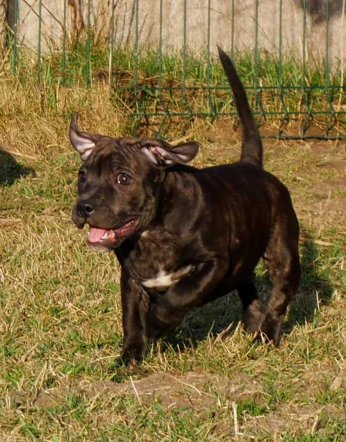 Staffordshire Bull Terrier ZKwP, Staffik FCI piękna suczka BETTY