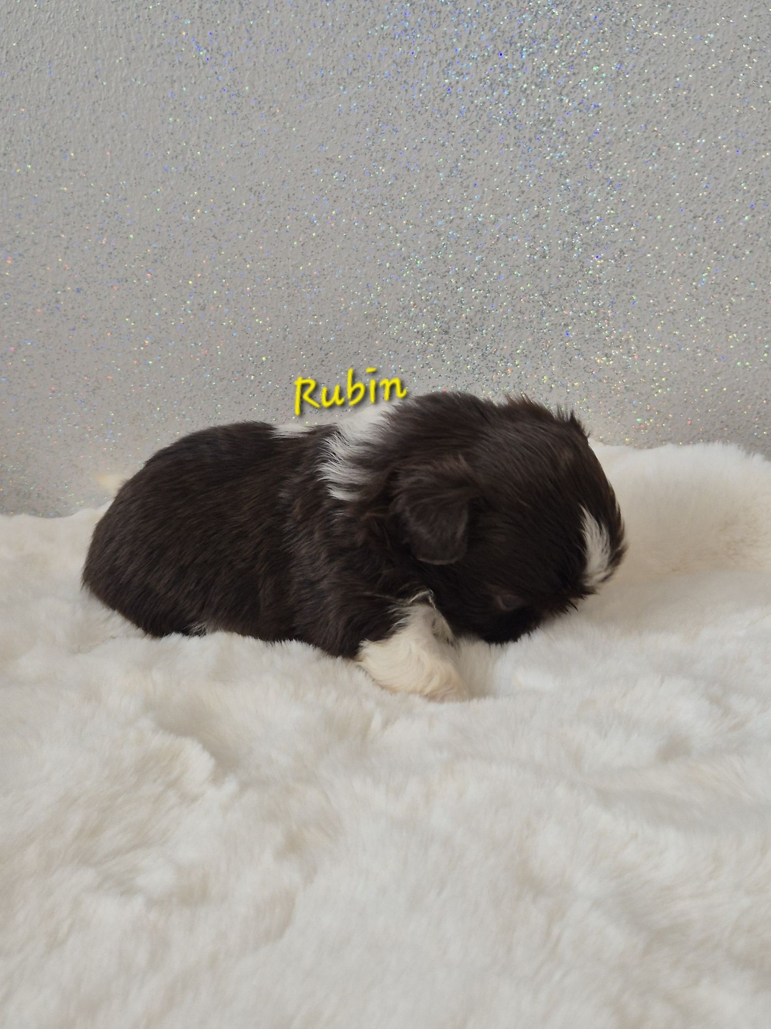 Shih tzu Rubin cudowny
