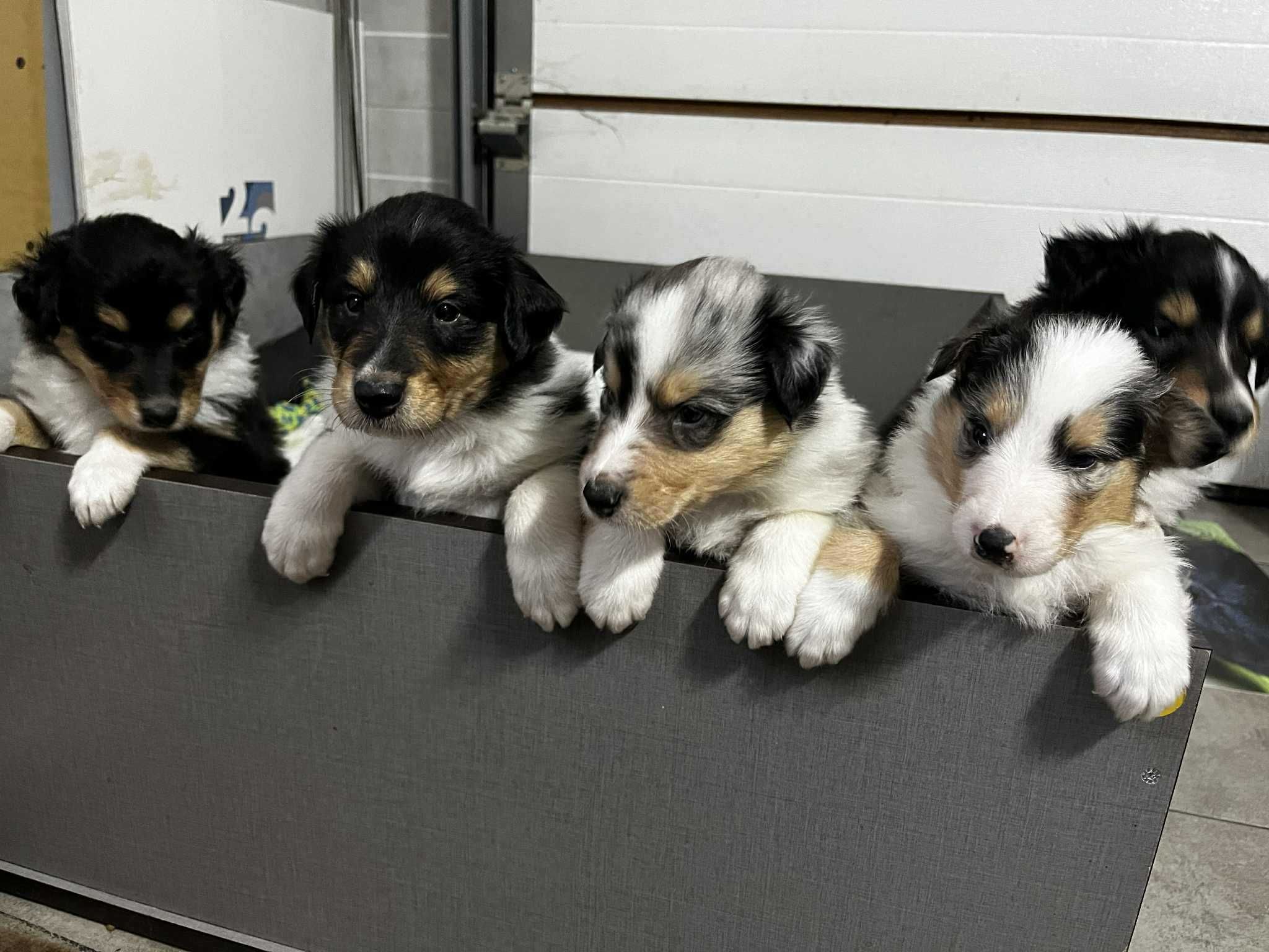 Szczeniak suczka Owczarek szkocki długowłosy - Collie