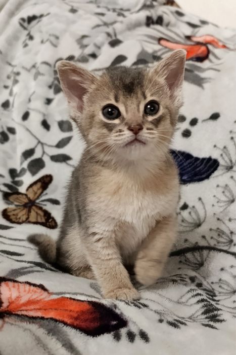 Кошенята абіссинськоі породи чекають на сімю