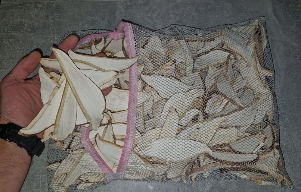 Pniarek (białoporek) brzozowy.