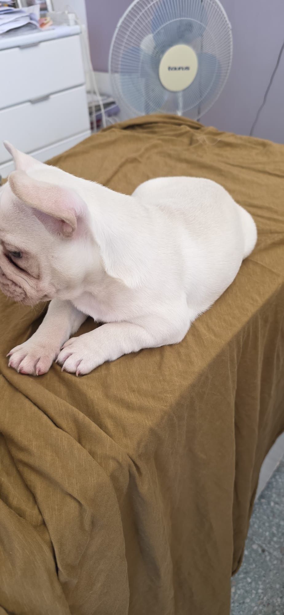 Bulldog francês fêmea platinium