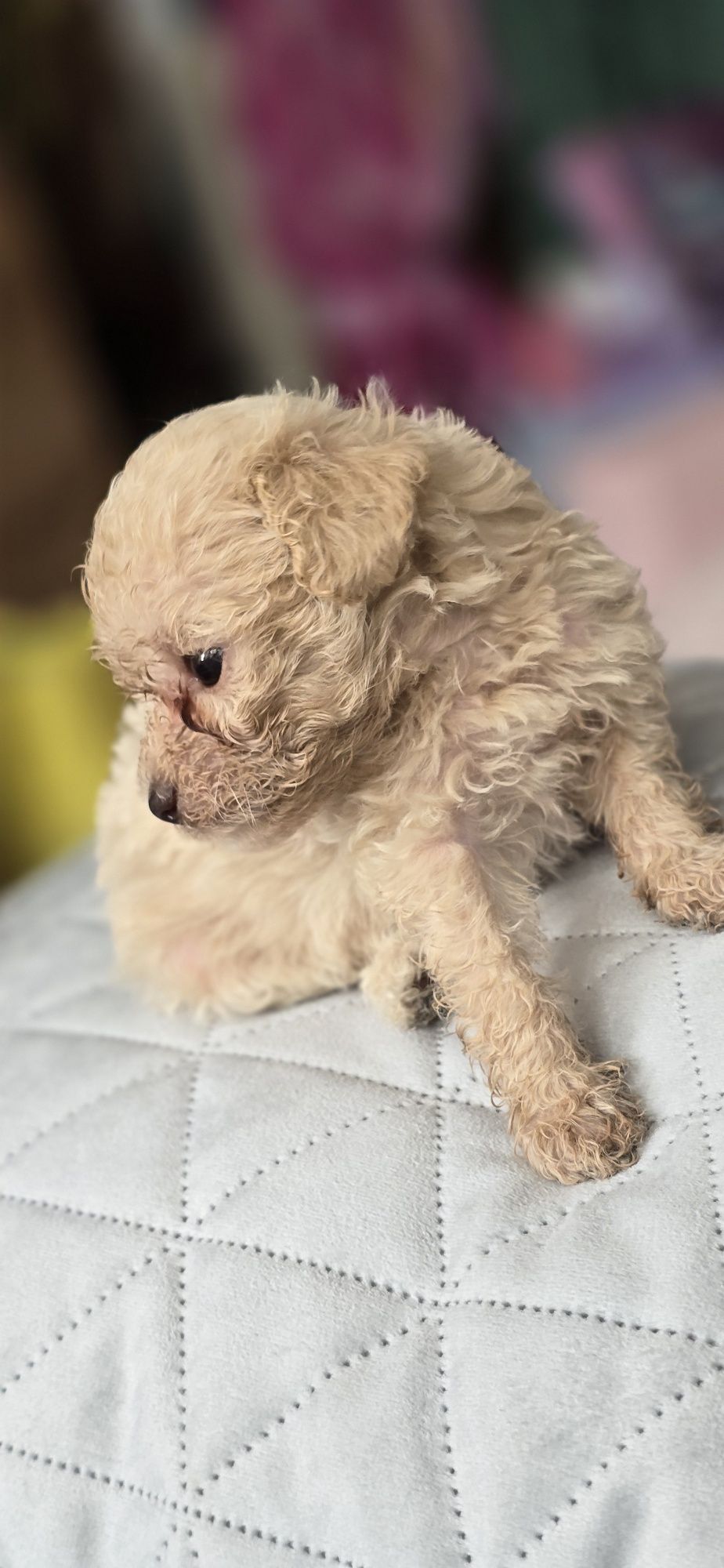 Malutki Maltipoo