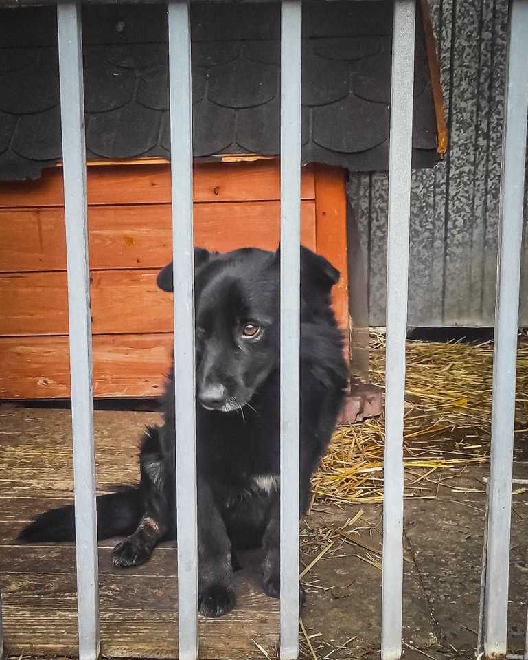 Malutki, młody, cały czarny BILBO pilnie szuka kochającego domu! :)