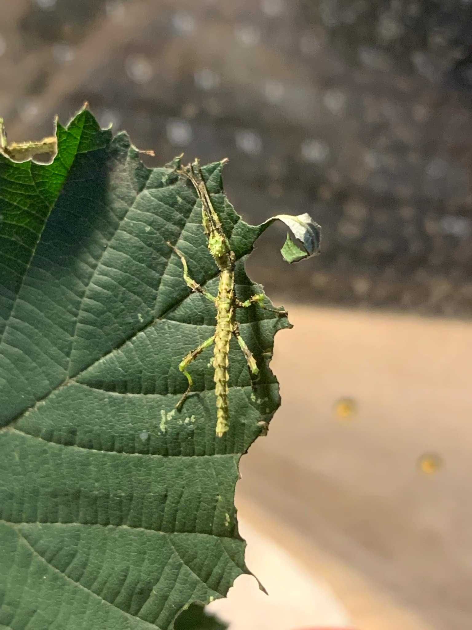 Trachyaretaon sp. North Luzon Straszyki Straszyk