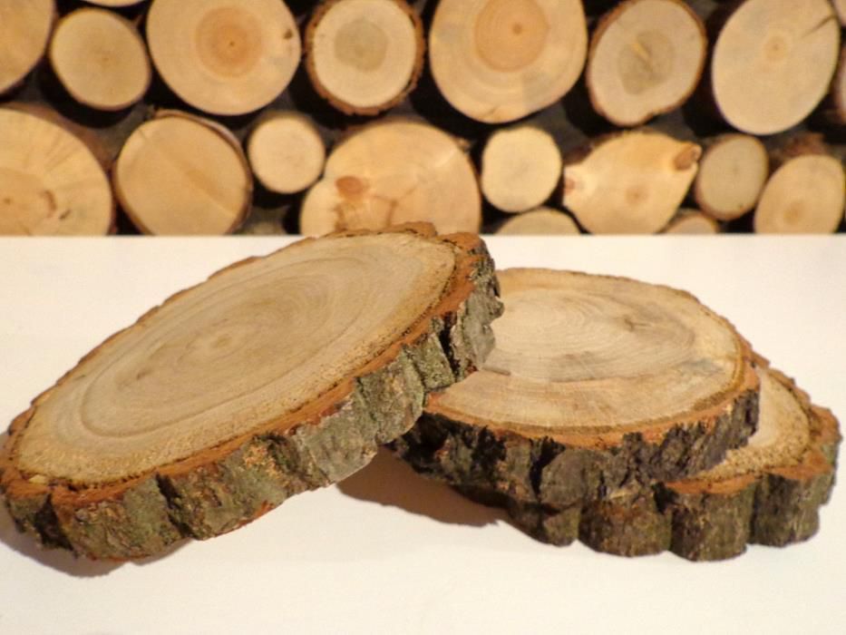Plaster drzewa krążek drewna 12-14cm brzoza, panel ścienny drewniany