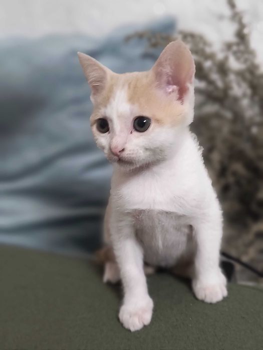 Котик шукає люблячу родину!