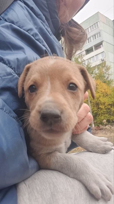 Дівчинка, 1 місяць шукає дім