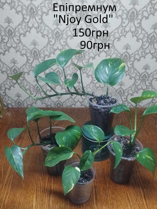 Сциндапсуси, єпіпремнуми.