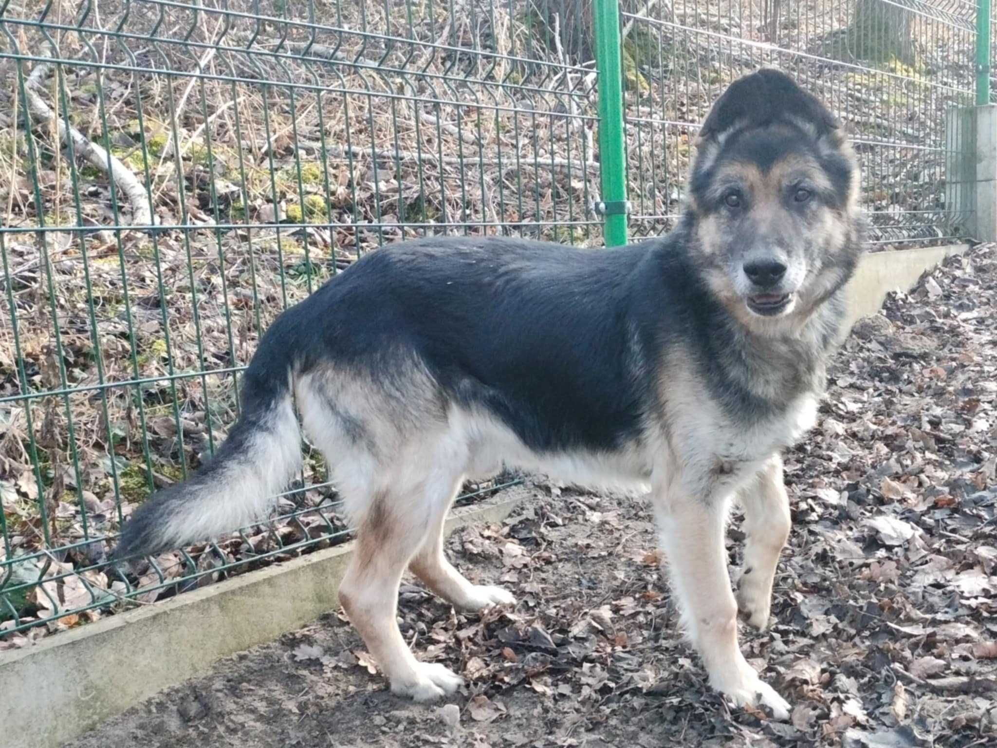 Ares - owczarek niemiecki do adopcji