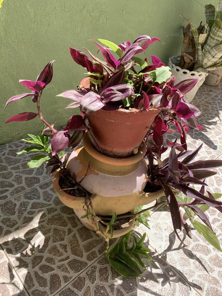 Vendo esta enorme floreira de barro com varias cores desta planta