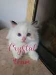 Kotka Ragdoll na kolanka  z domowej hodowli Crystal team*PL