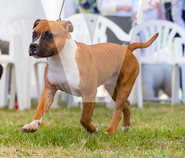 Amstaff, American Staffordshire Terrier FCI