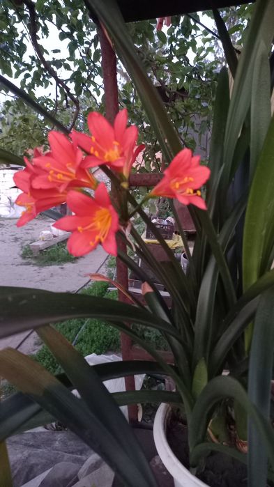 Шикарная красавица кливия