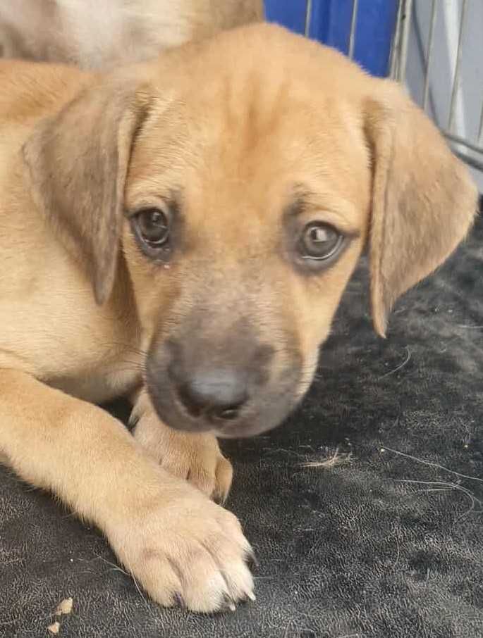 ARLO (Macho, 2 Meses, Porte Médio) Para Adoção