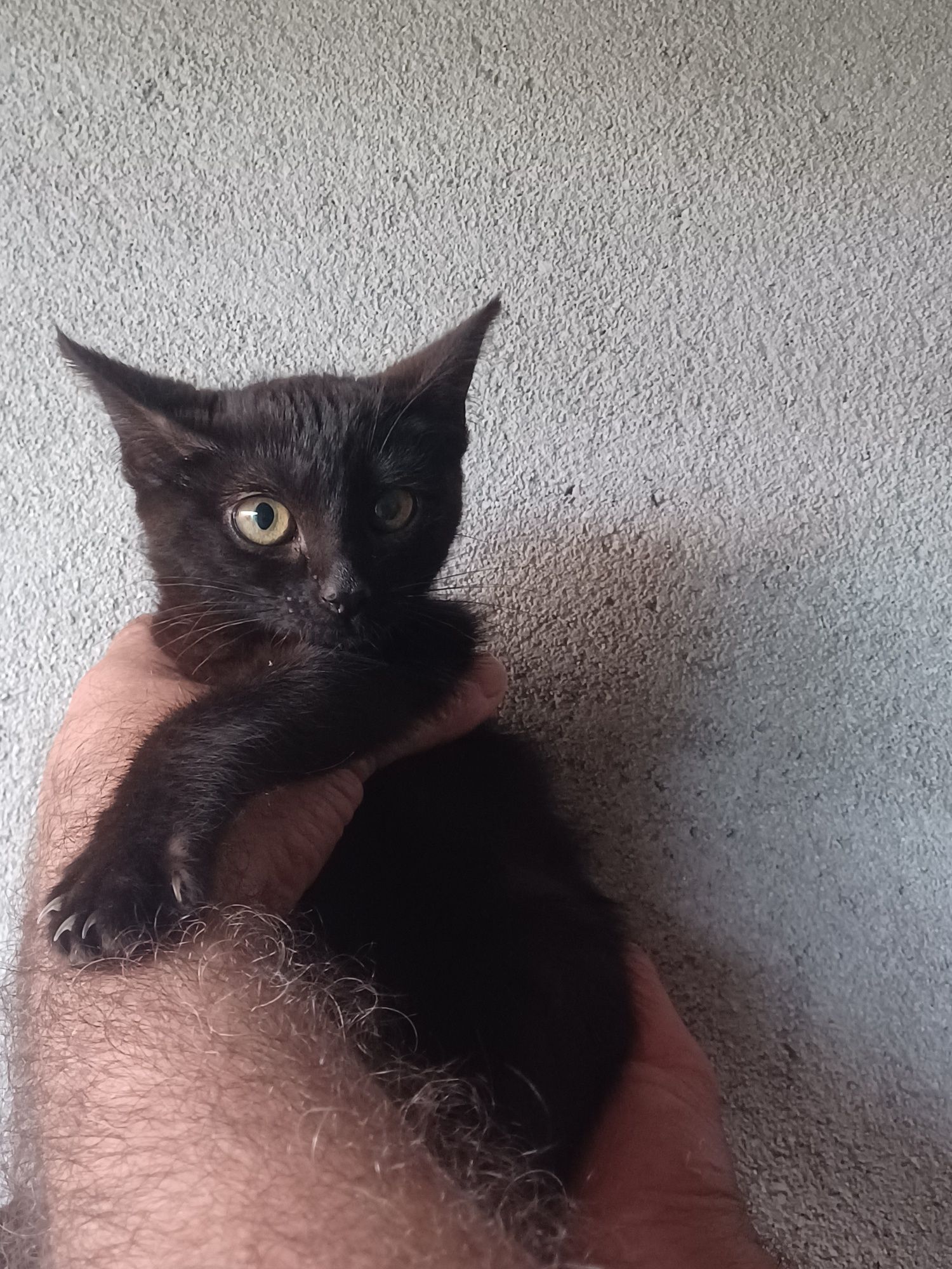 Chiara- gatinha bebe preta para adoção responsável