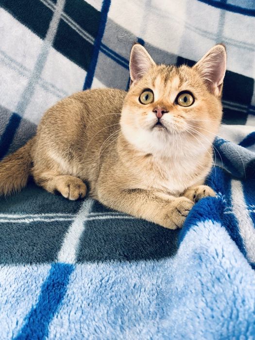 Золота неймовірна шиншилла.Дівчинка.Купити в Київі в Україні.