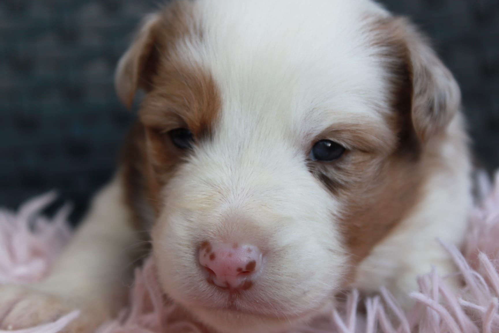 Suczka Border Collie DO REZERWACJI