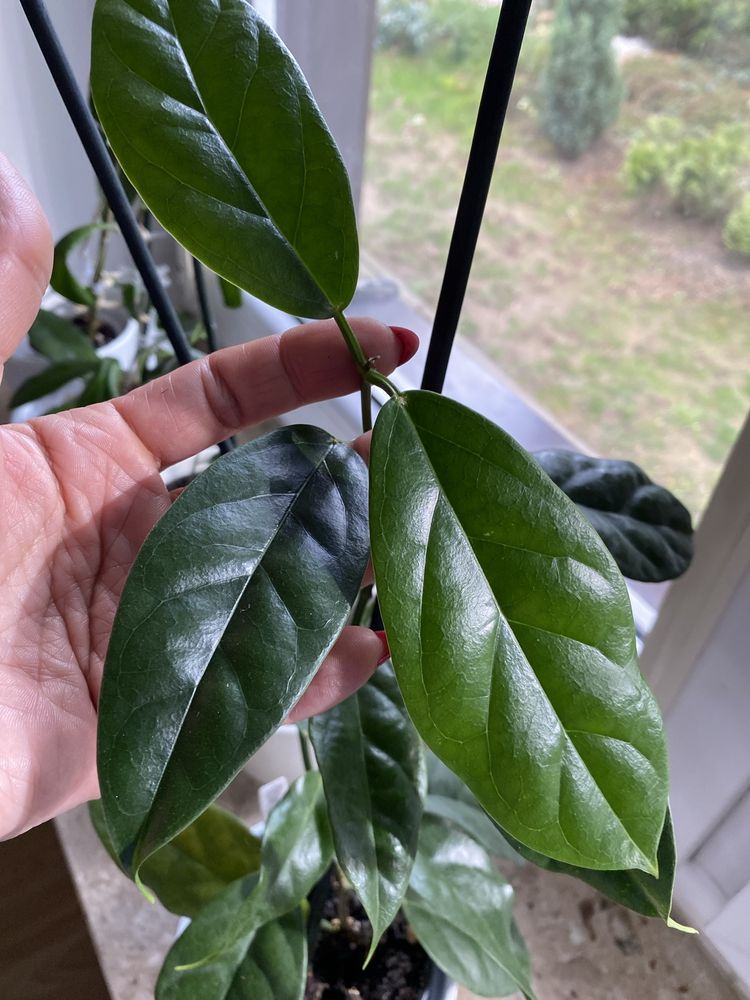 Hoya coriacea 3l  2 cw