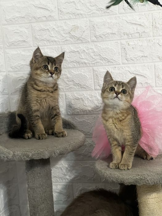 Котята Зототая шиншила