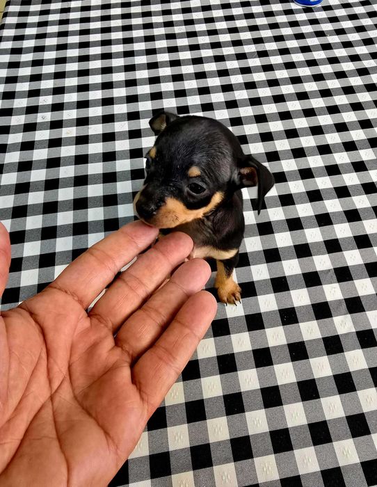 Pinscher Miniatura Macho