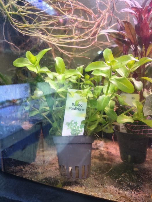 Plantas aquário apartir de 2,50€