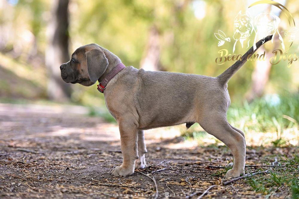 Щенки Кане Корсо