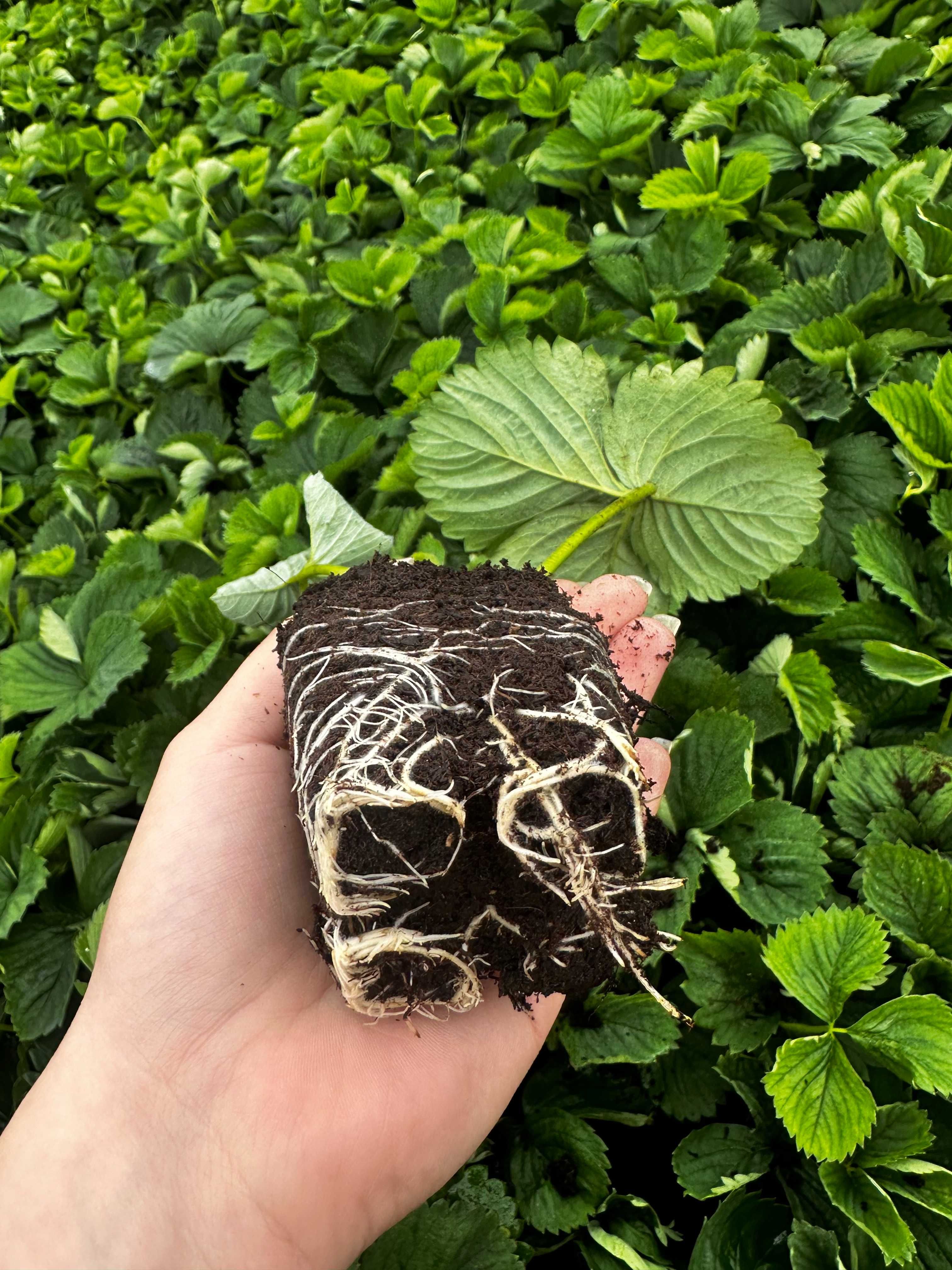 OKAZJA! Sadzonki truskawek w doniczkach prosto od producenta 15 odmian