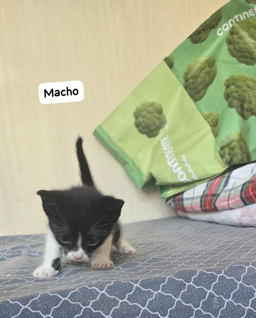 Doa-se gatinhos em Olhao