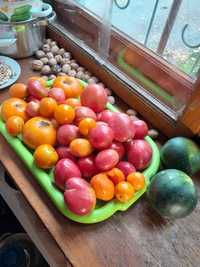 Семена помидоров, насіння помідорів