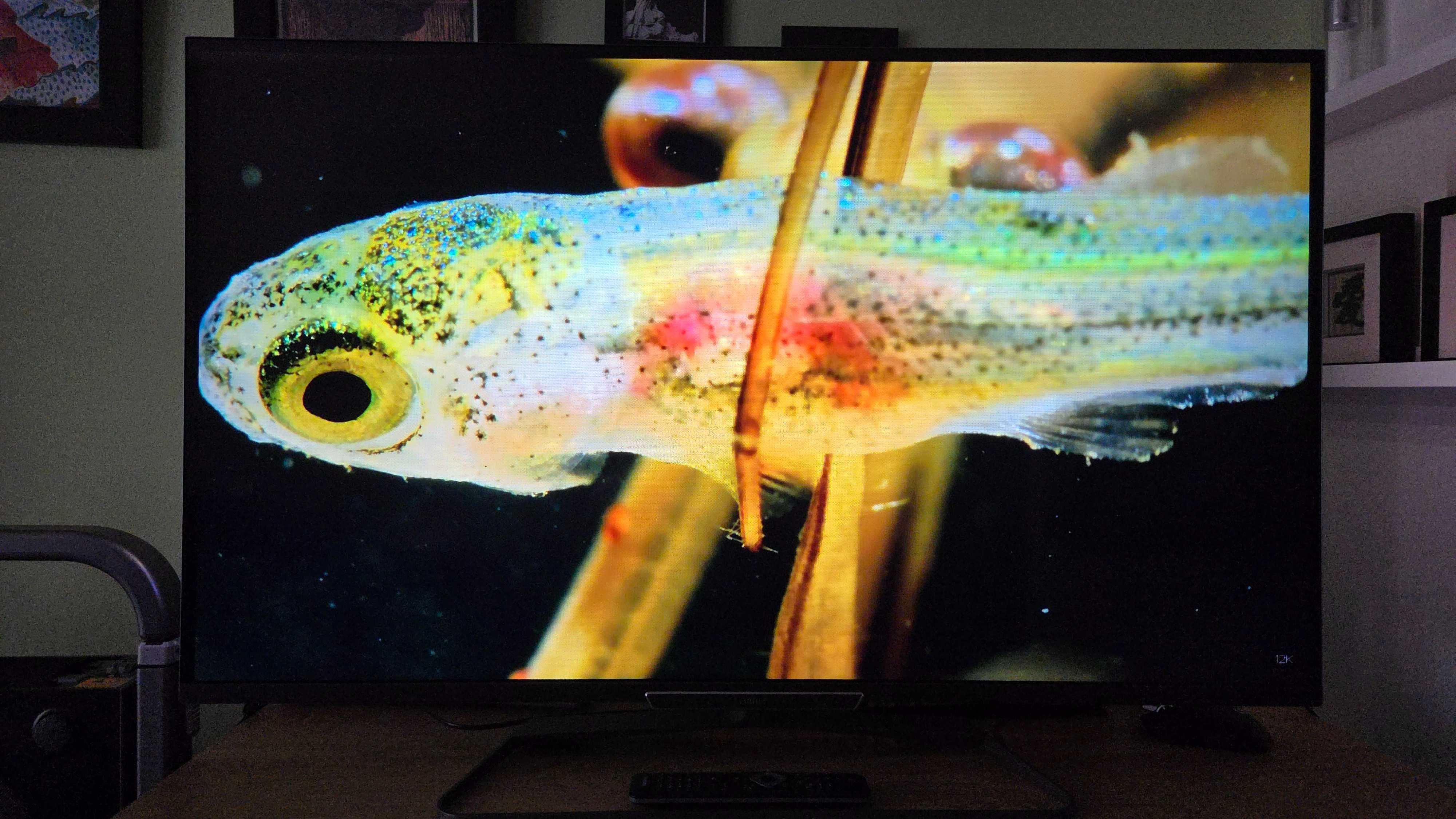 Telewizor Philips 47" 47PFL6008K/12 z Ambilight i 3D