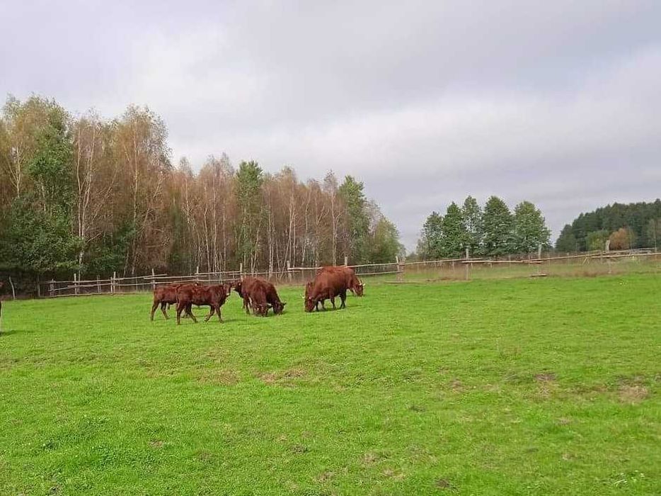 Jałówki rasy Salers (odsatki)