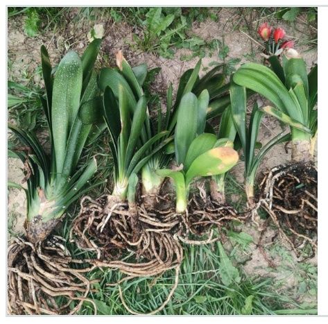 Kliwia pomarańczowo-zielona