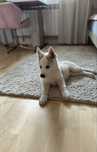 Suczka Syberian Husky