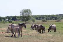 Konik Polski odsadek
