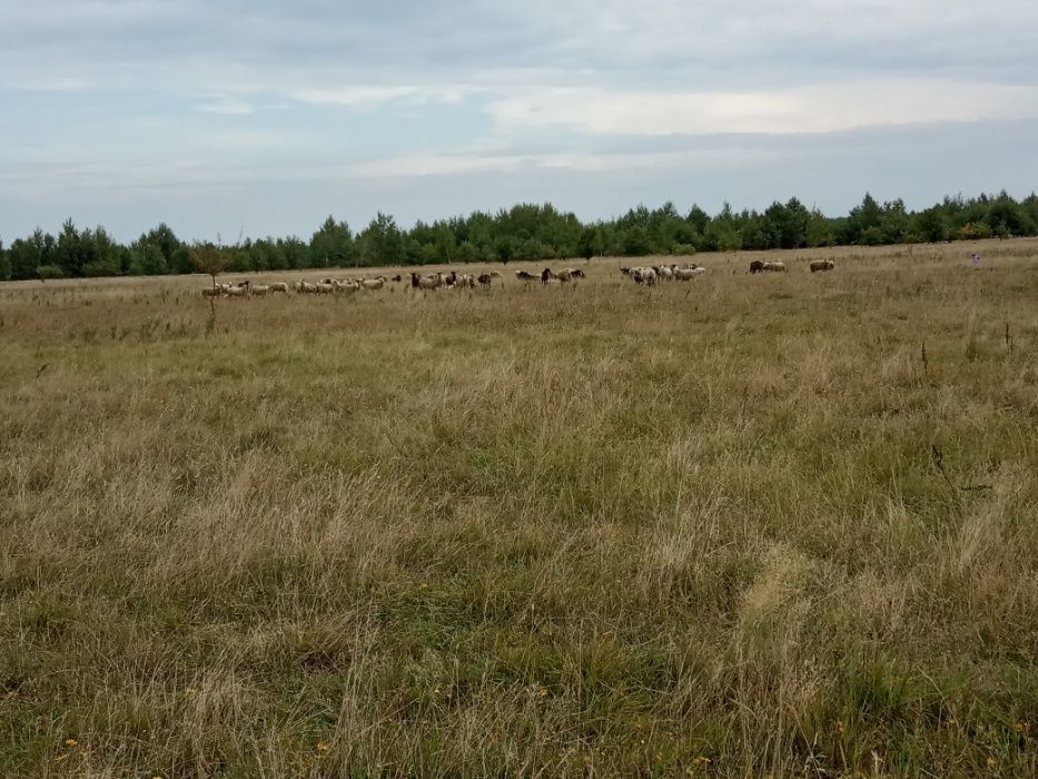 Продам земельну ділянку Козинці Бородянський район Київської області