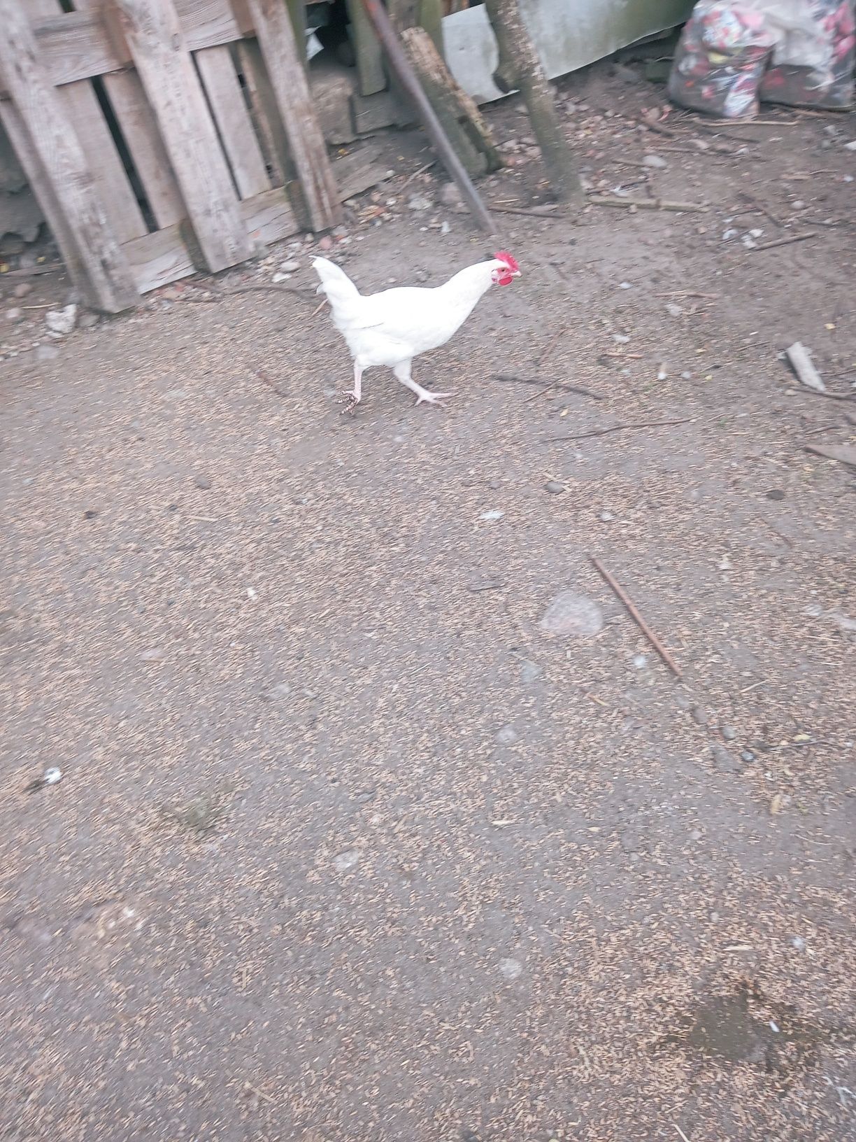 Sprzedam kilka kogutów