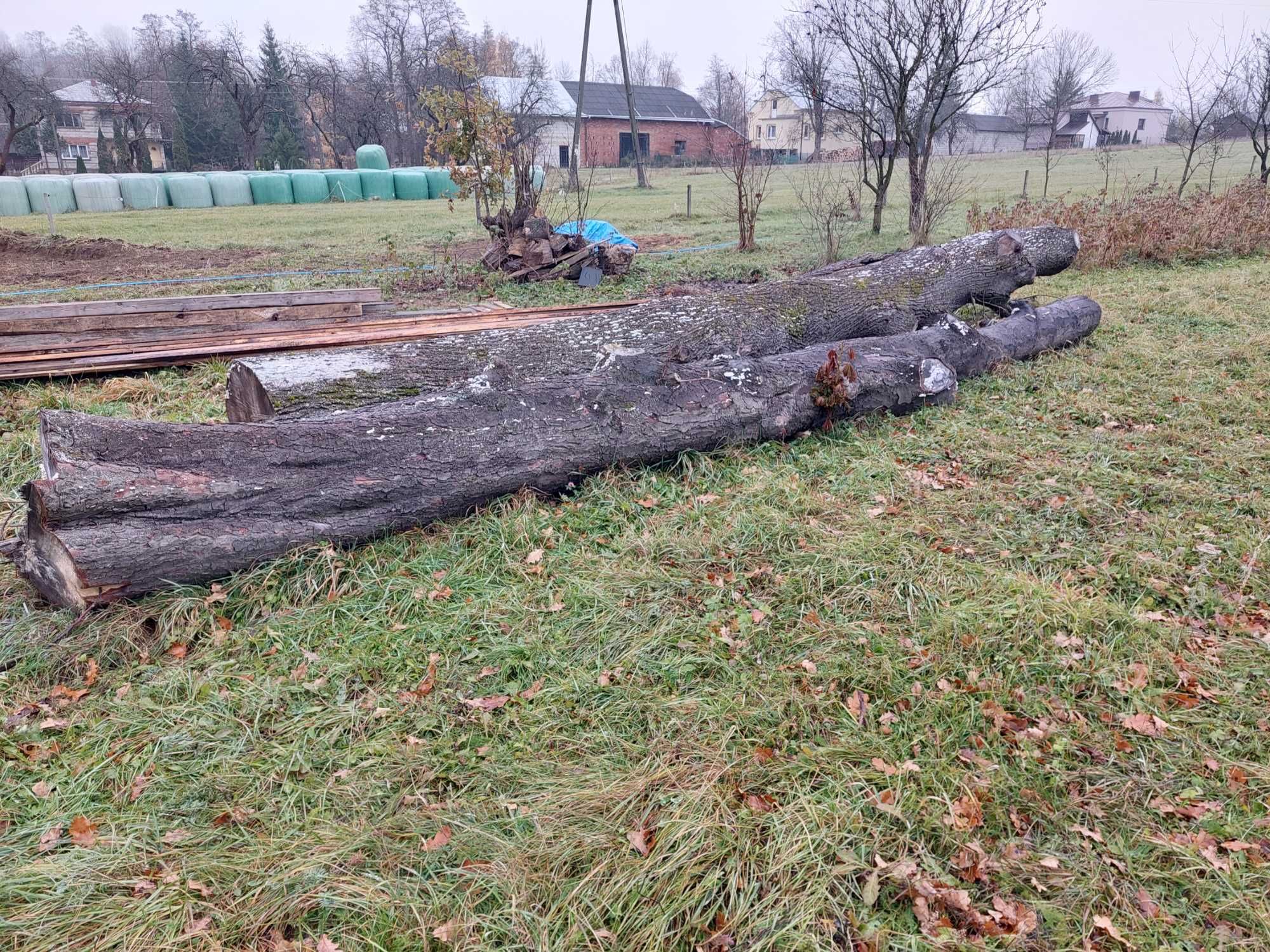 Sprzedam drewno lipy i kasztana