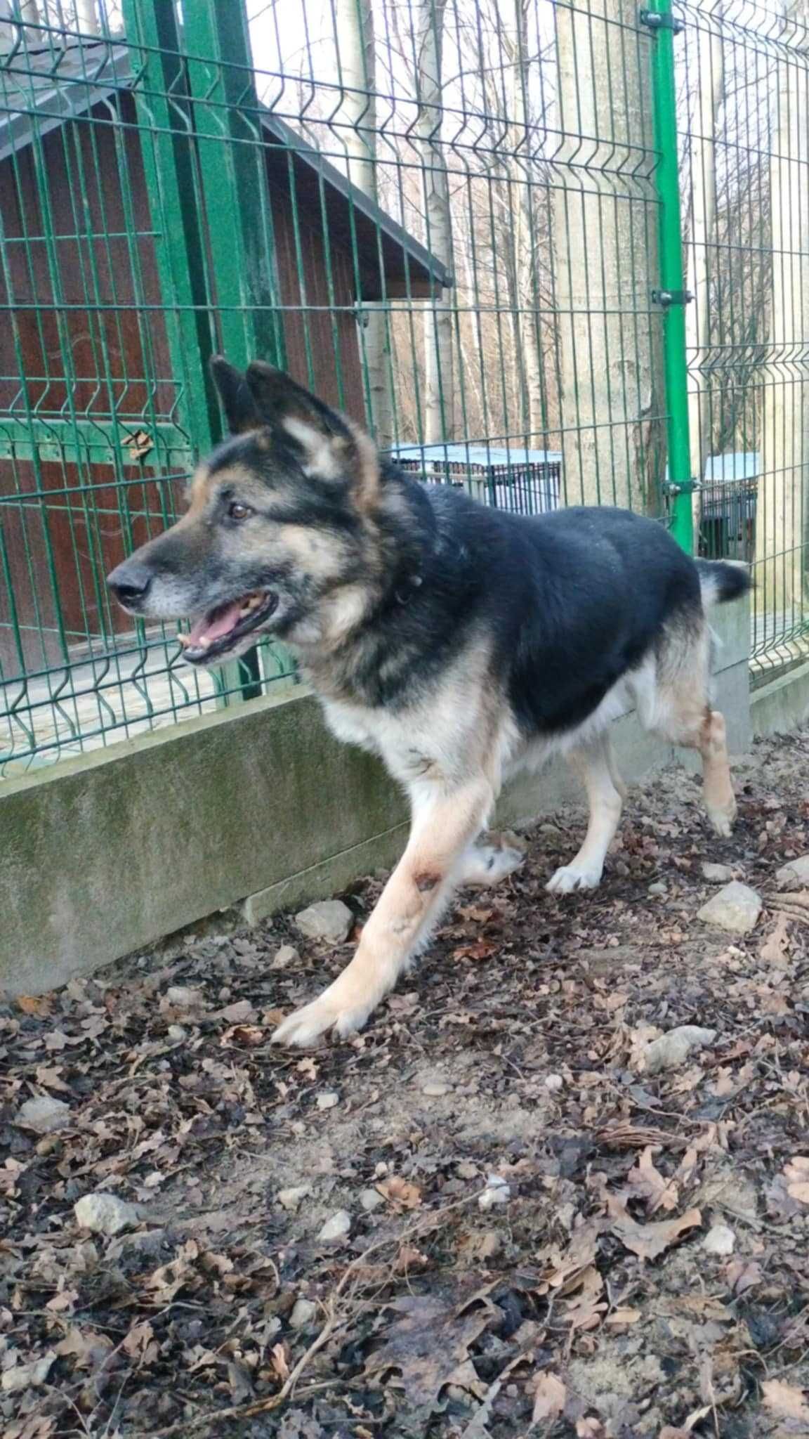 Ares - owczarek niemiecki do adopcji