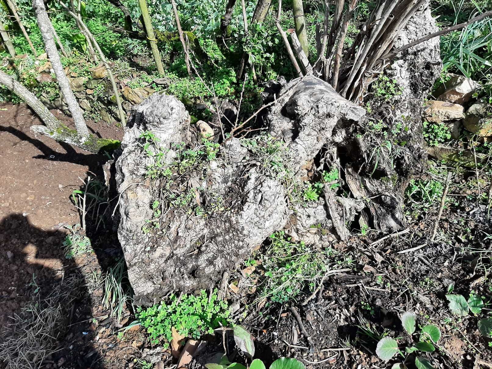Troncos de oliveiras centenárias para reaproveitamento artístico