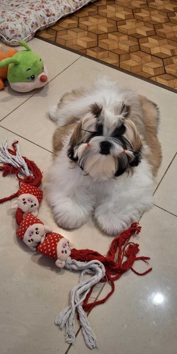 Śliczna złoto-biała suczka  ZKWP/FCI/ legalna hodowla